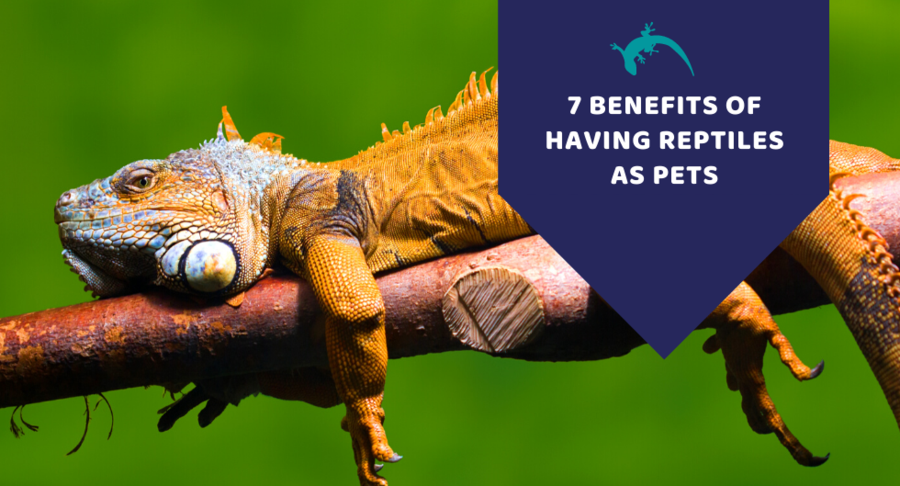 Benefits of Having a Reptile Pet
