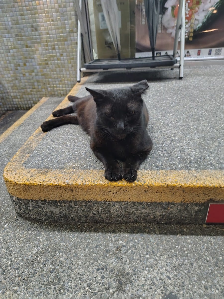 Colony Cat on Xiaoliuqiu