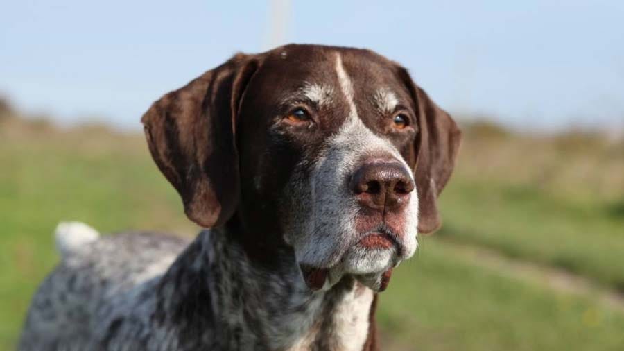 Black German Shorthaired Pointer | Cute | by Evilminati | Dec, 2023 ...