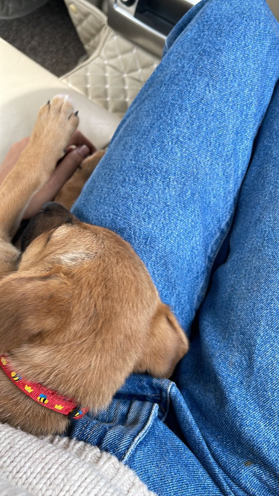 Read this if you have a dog, love dogs or are planning to get a dog