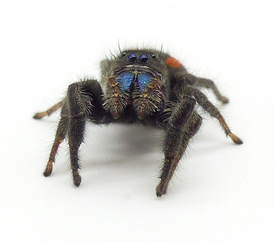 BigFATPhids Jumping Spiders, Enclosures, and Accessories.