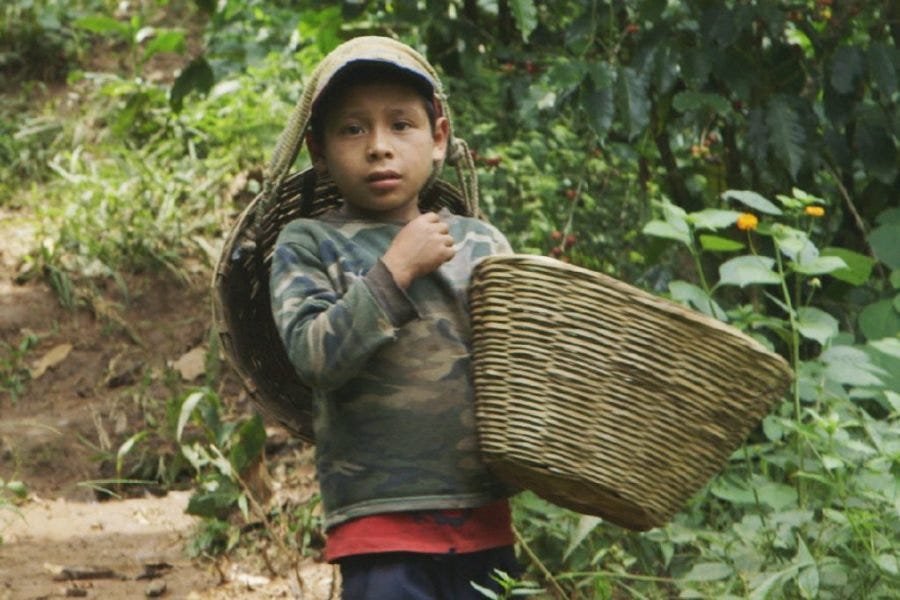 Coffee Slavery, Destruction and Shortage by Marina Martinez Medium