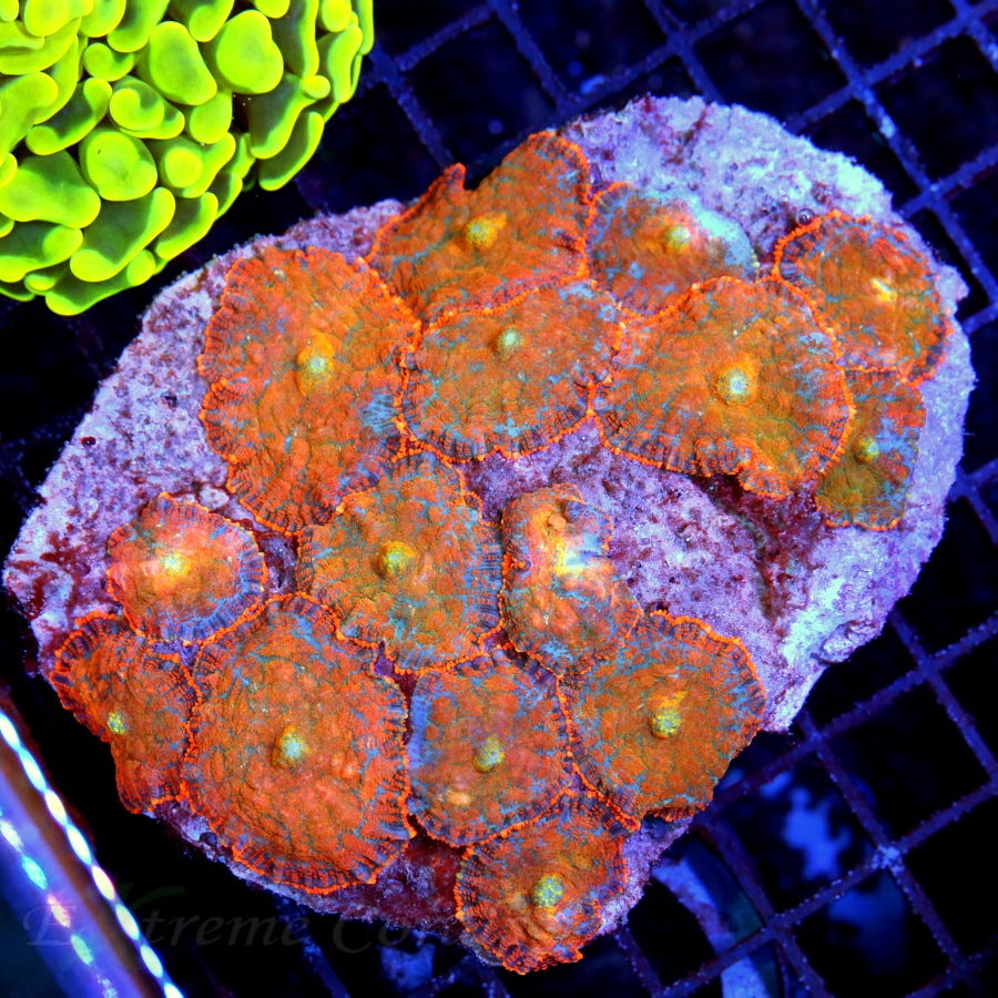 Dive into the Colorful World Best Corals for Beginners by Extreme Corals Jul, 2023 Medium