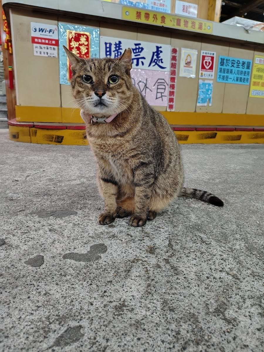 Cat who lives at my favorite hot spring in Yamingshan, Northern Taipei