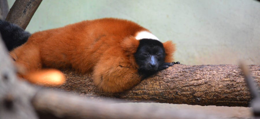 Poetry: Up the Lazy Lemur