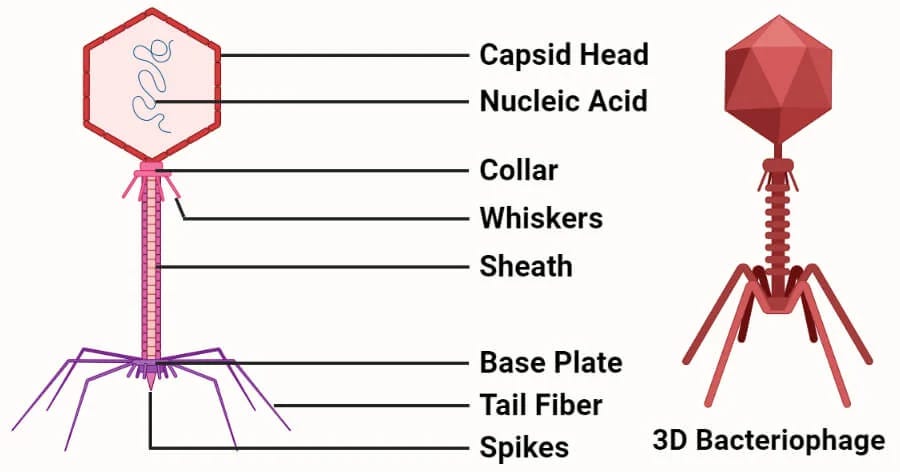 Labelled diagram of bacteriophage