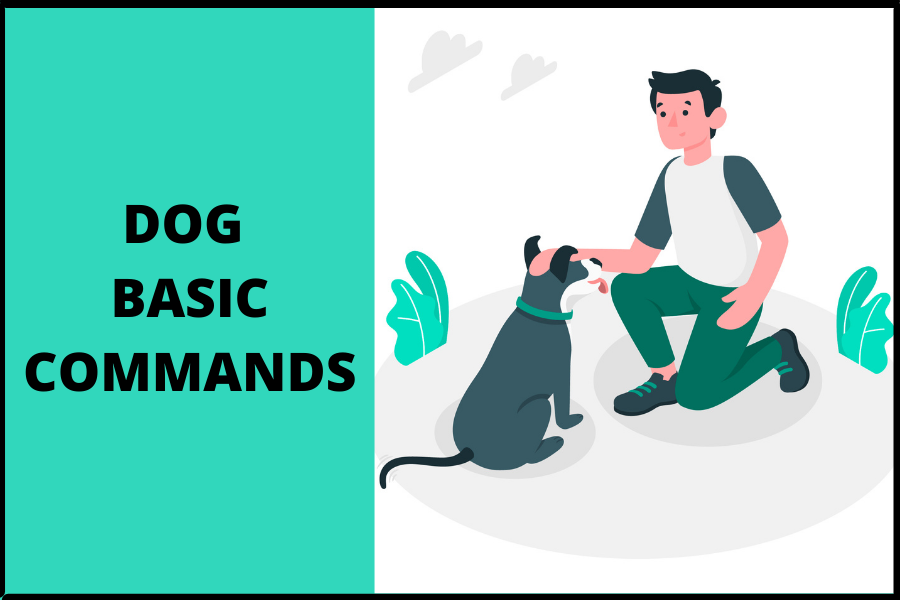 Dog basic commands learn to your dog sanket Medium