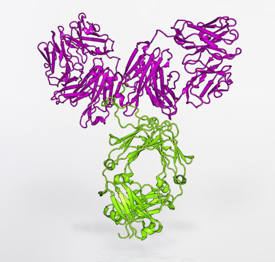 Model of the VRC01 broadly neutralizing IgG antibody for HIV treatment. Courtesy Unsplash: https://unsplash.com/photos/a-purple-and-green-string-sculpture-on-a-white-surface-oc12eprOeoI