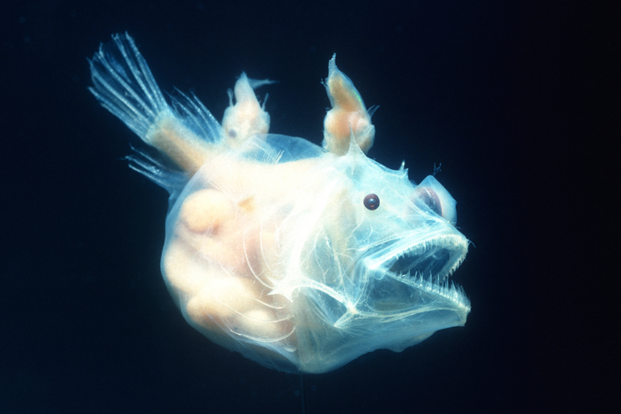 Mel Find Mel Animals Xxx Vidio - Angler Fish and All the Other Members of the Animal Kingdom Who Have Awful  Sex | by Sam Dworkin | MEL Magazine | Medium