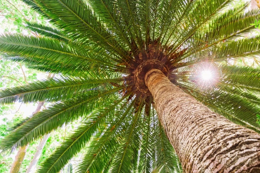 How do I know if my palm tree needs to be removed? CTL Services Medium
