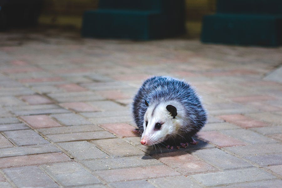 Dead Possum Removal Expert in Sydney Can Help You Get Rid of These