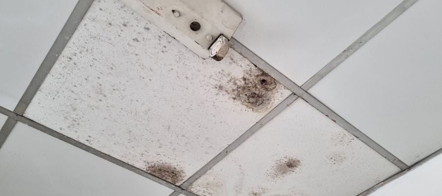 Plafon Berjamur? Ini Penyebab dan Cara Mengatasinya