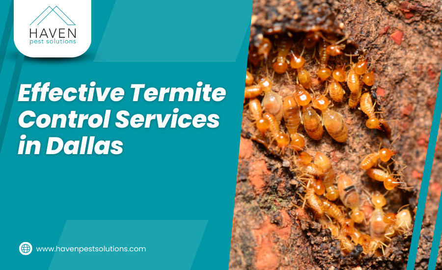 Effective Termite Control Services in Dallas by Local Business Wizards Medium