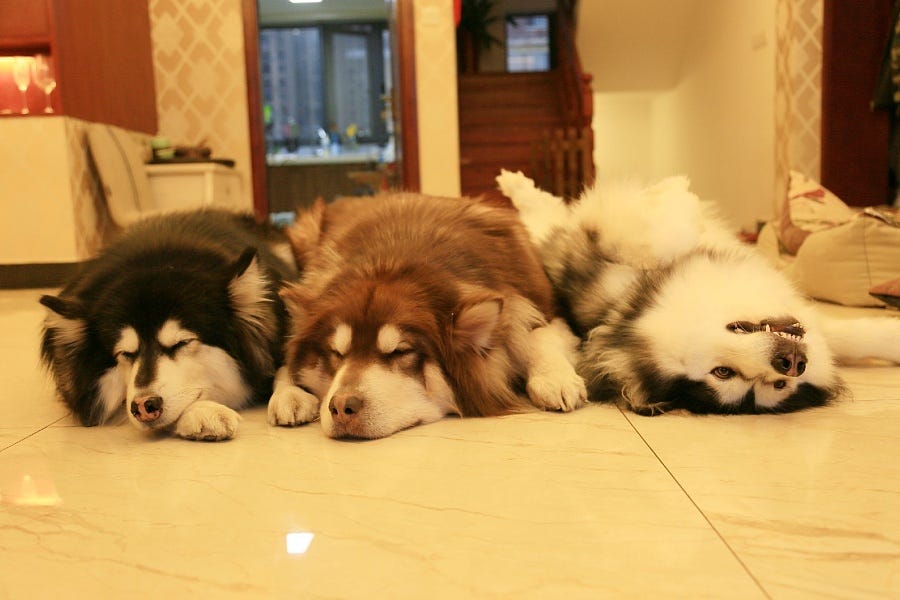 pets-what-does-pets-mean-to-you-pets-or-by-couponbirds-medium