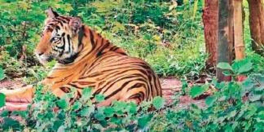Being motivated towards nature and animals, found that there is brutal killing and destruction of…