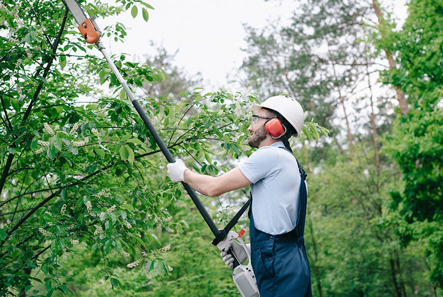 How Do You Trim a Tall Tree? hoover horticulture Medium