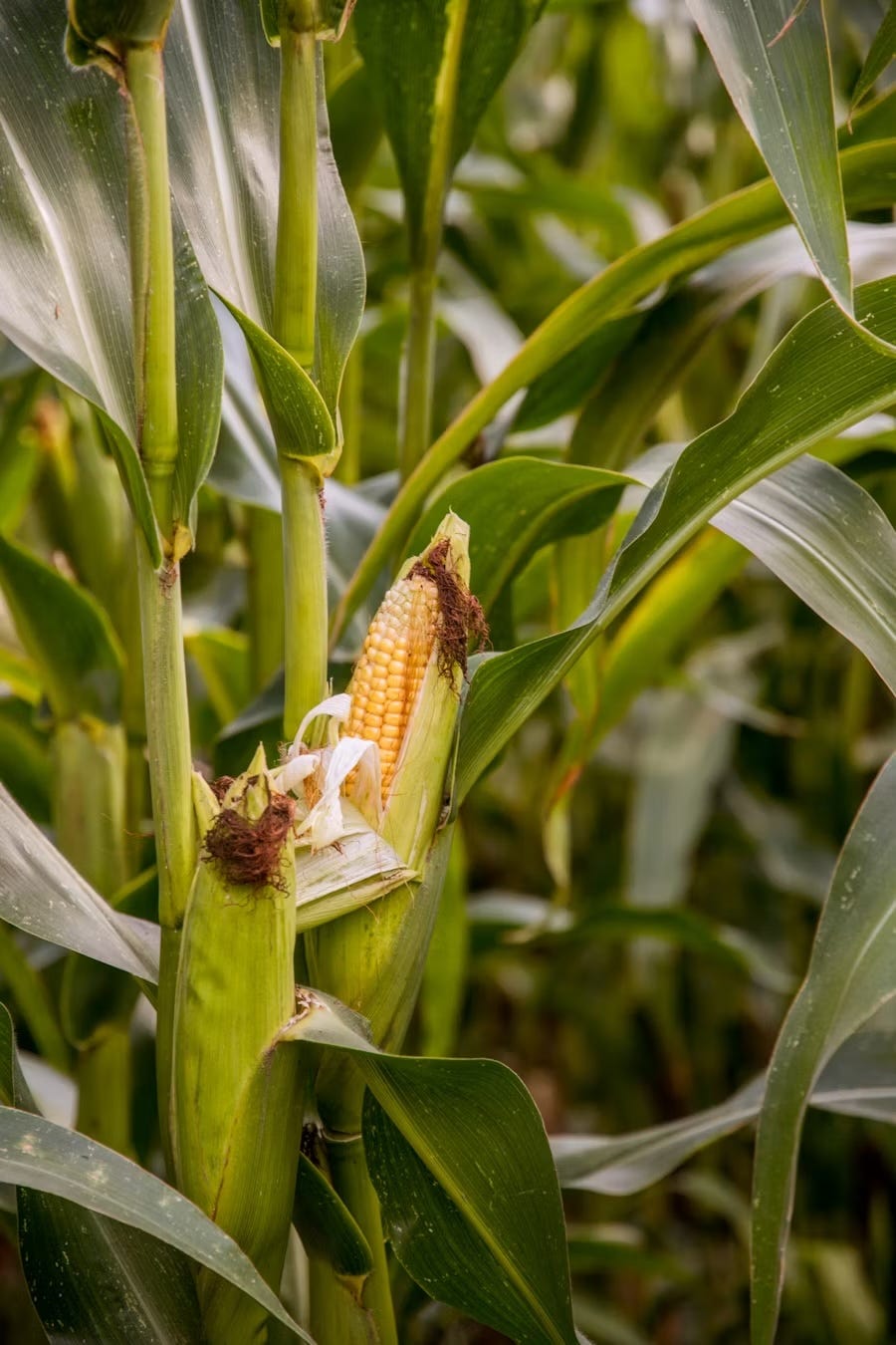 Corn- One Seed