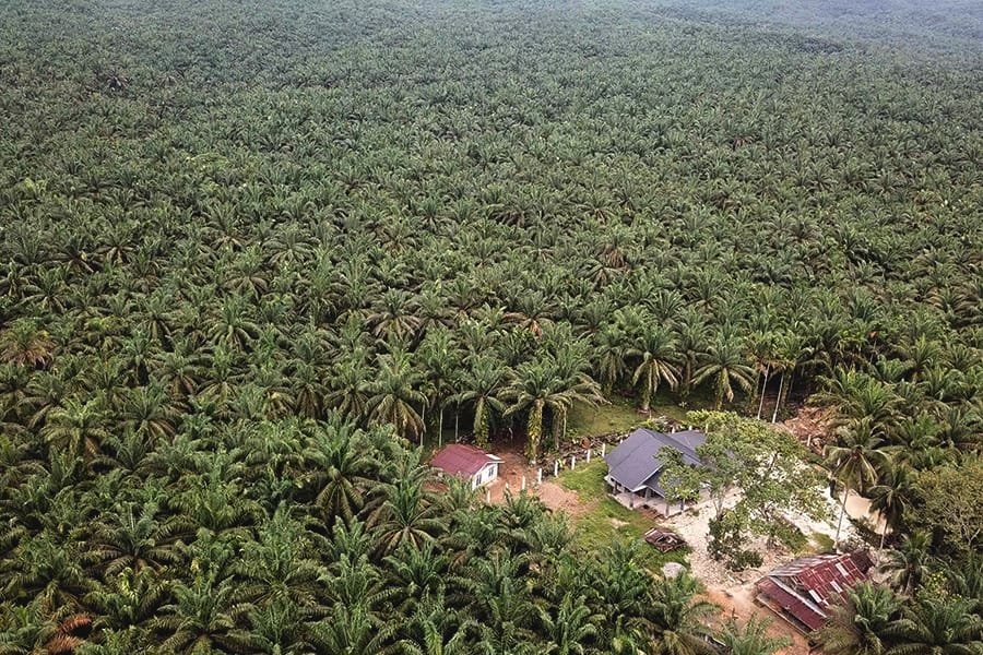 Hijau di Peta, Gersang di Rakyat Investigasi HGU Sawit dan Kebun Plasma di Aceh Tamiang