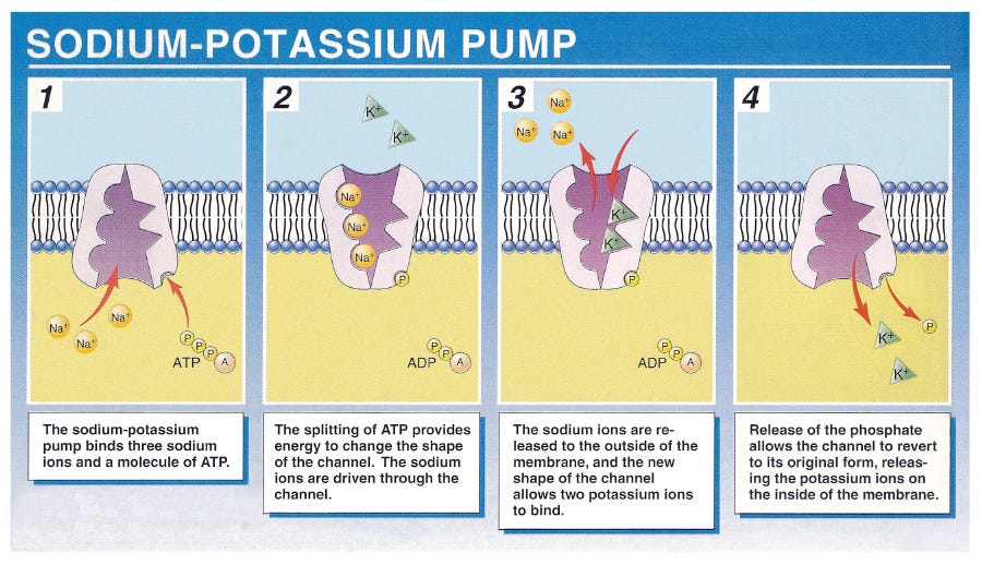 Functions of Sodium and Potassium Study Chemistry