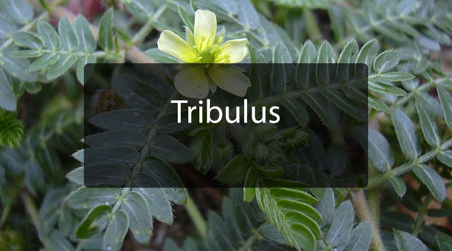 Tribulus - Richard Jones - Medium