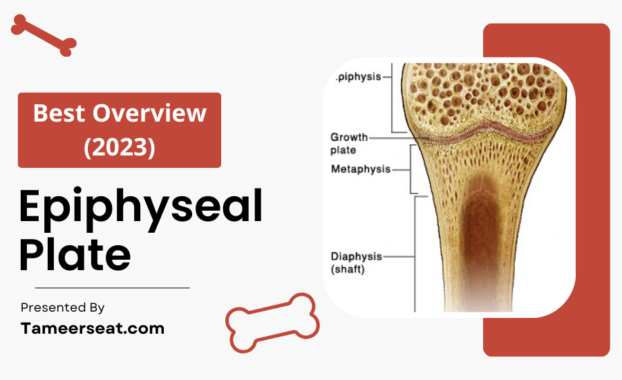 Epiphyseal Plate — Best Overview(2023) by Tameersehat Medium