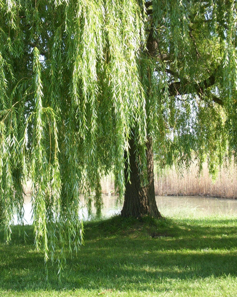 The Weeping Willow. Platonic Love | by Crystal Lewis | Medium
