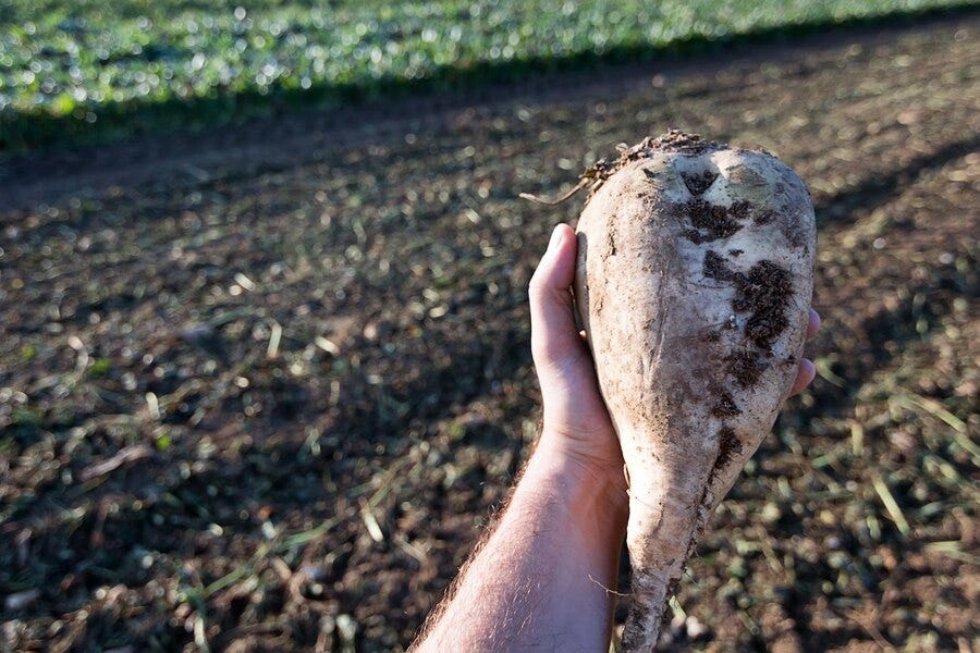 Health Benefits Of Sugar Beets And Their Nutritional Facts by toneop