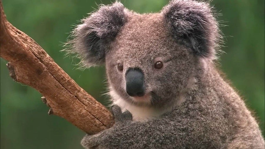 Top 10 Least Intelligent Animals: Nature’s Minimalist Minds Revealed