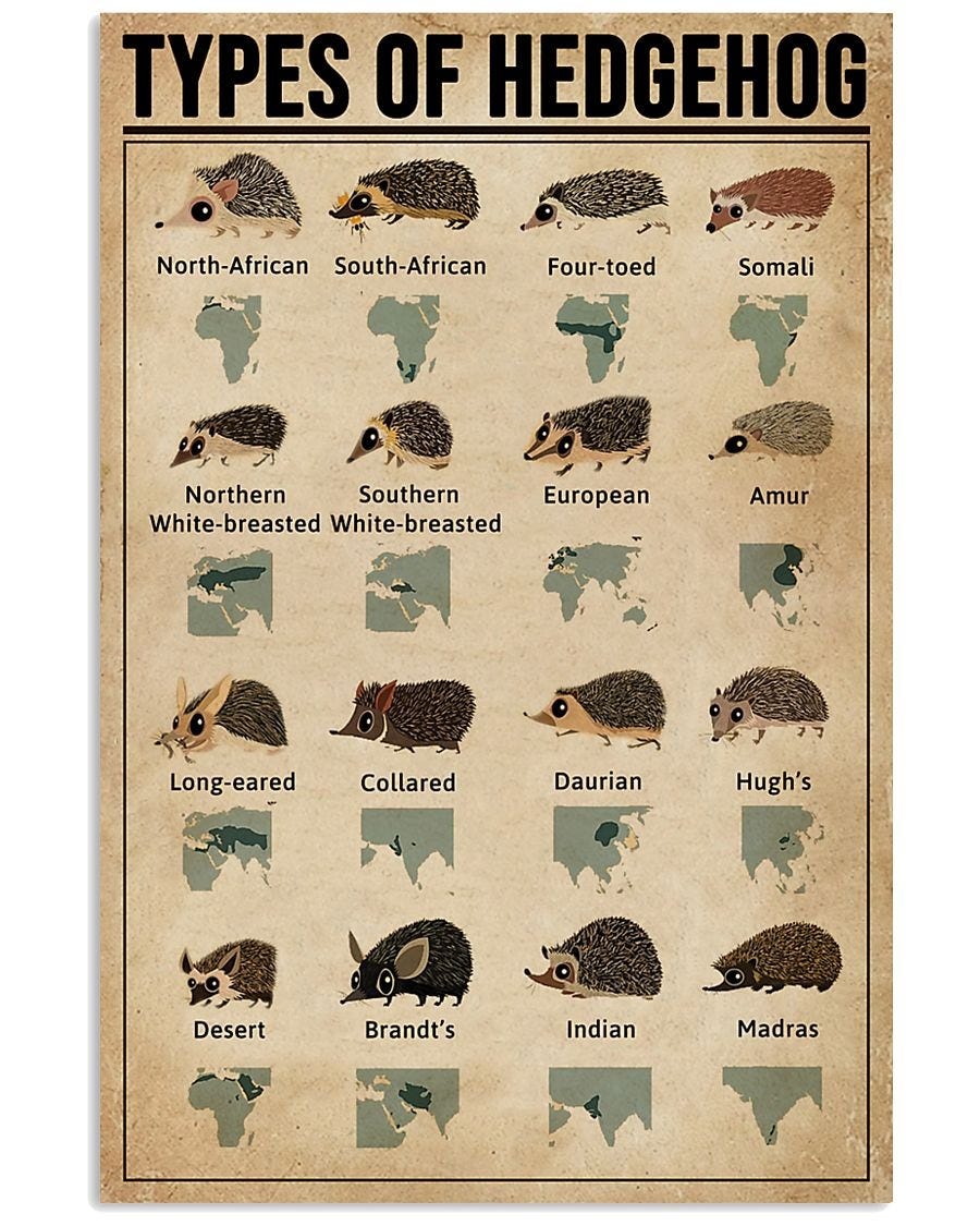 [AUTHETIC] Types of hedgehog poster by BEST Shipping Ncovi Medium