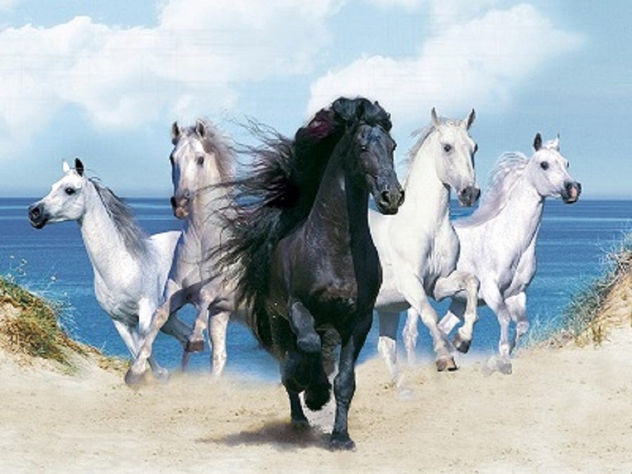 A Sin to Break a Horse's Spirit. 'The human bonding is broken and the… | by  Pamela Posa | Medium