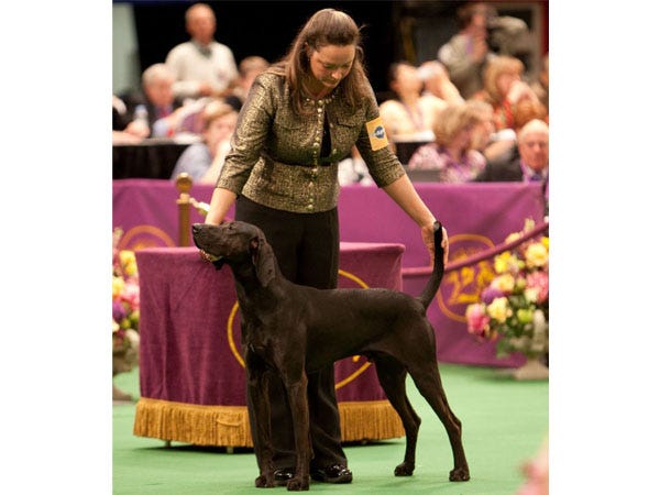 They’re Wearing What? Dog Show Handlers Edition