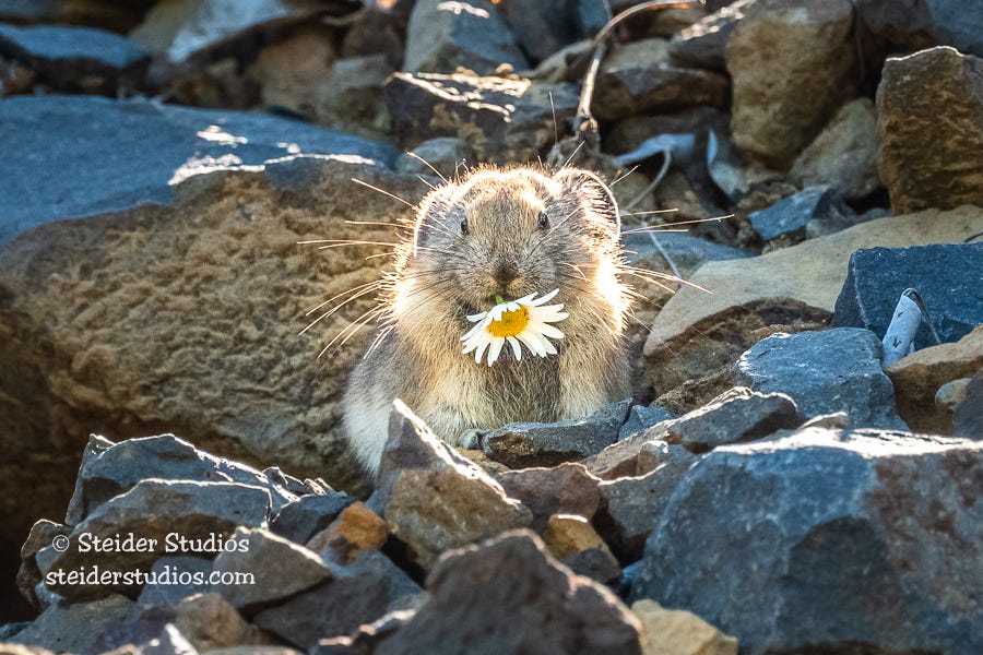 Hike and help pikas. If you plan on hiking this summer…, by The Washington  Department of Fish and Wildlife