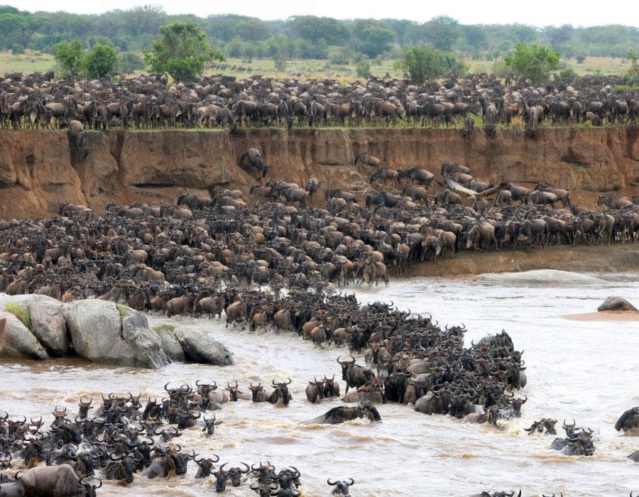 Great Migration River Crossing: What Travelers Should Expect