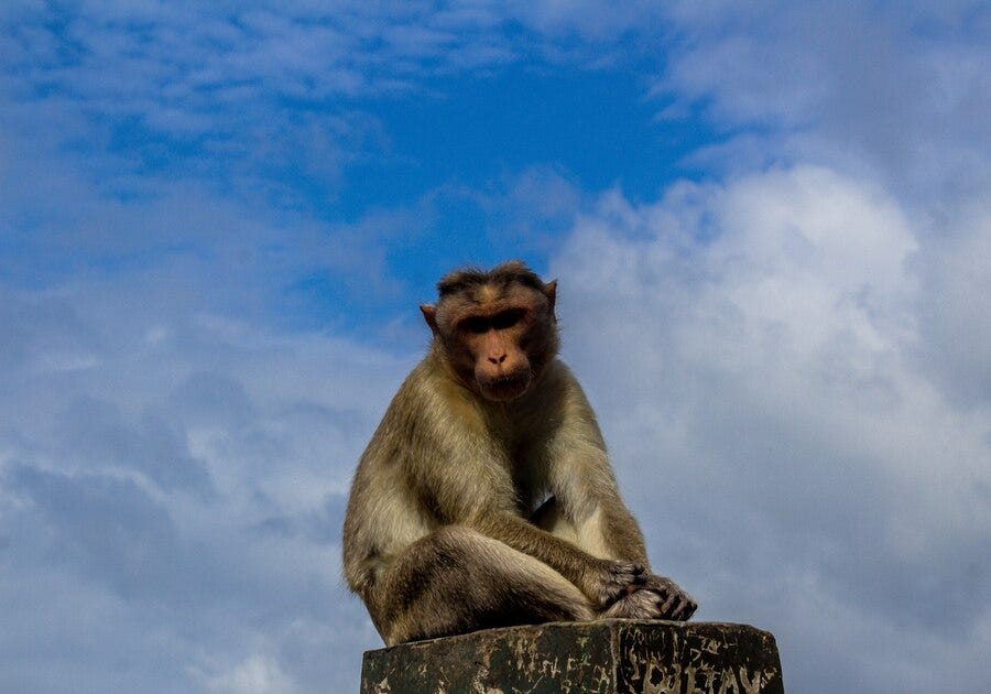 The ‘Monkey Mind’. The Concept Of The ‘Monkey Mind’ | by YasGorji | Medium