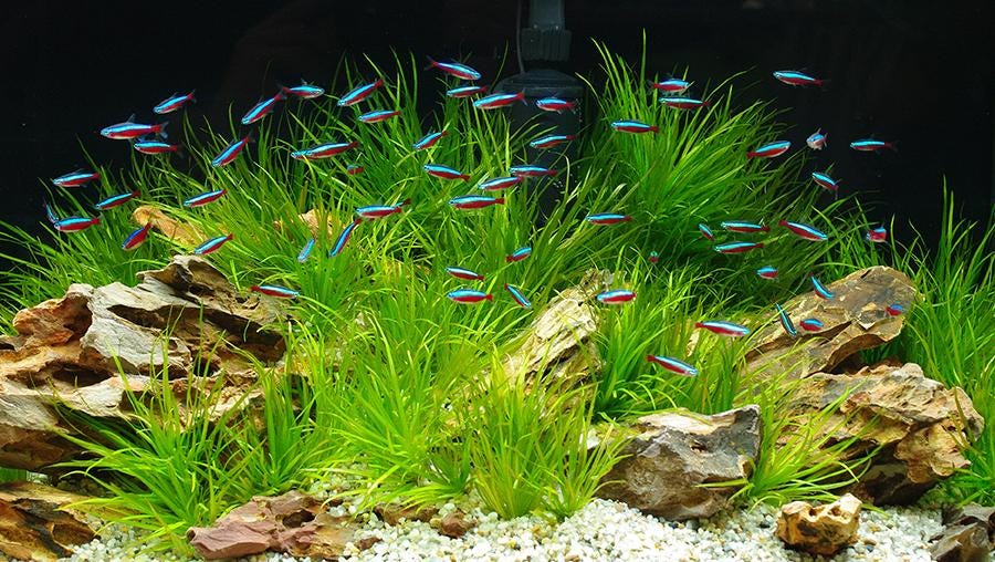 Decoration Do's and Don'ts. The aquarium pictured above looks fun…, by  Gabby Fiffick