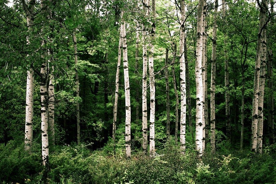 Birch trees and their significance in medicine, cultures. and ecosystem. by Christopher Ryan