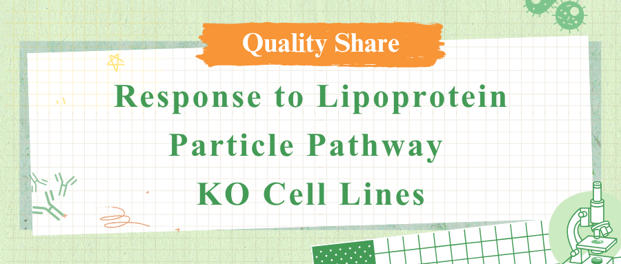 Response to Lipoprotein Particle Pathway KO Cell Lines