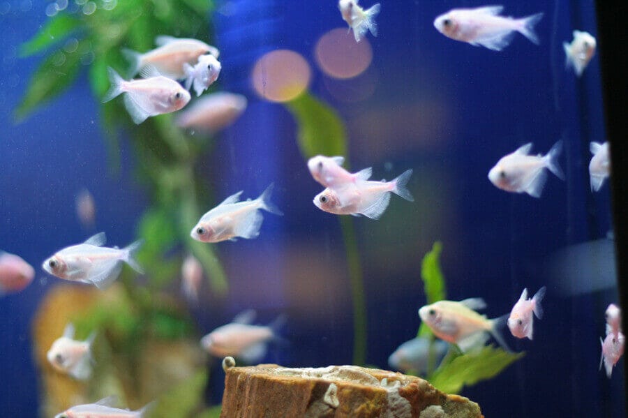 Decoration Do's and Don'ts. The aquarium pictured above looks fun…, by  Gabby Fiffick