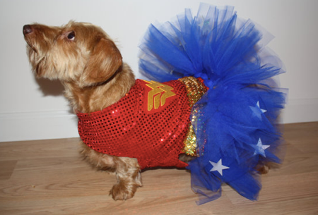 30+ Dog Halloween Costumes 2022  Cute dog costumes, Dog halloween, Minion dog  costume