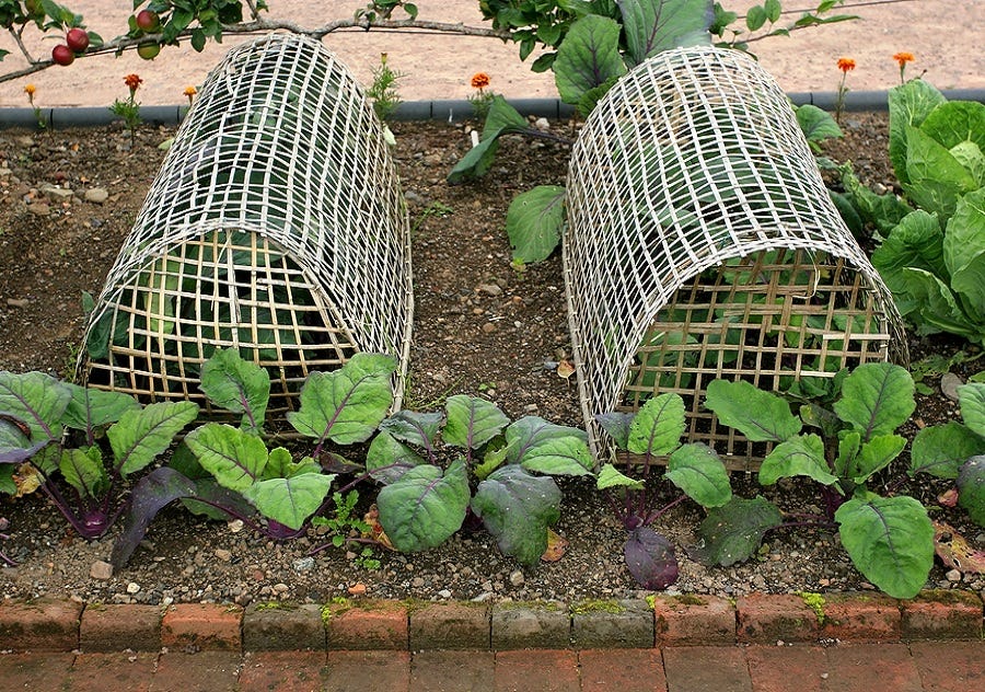Acme Wire — Wire Cages For Plants Michealkean Medium