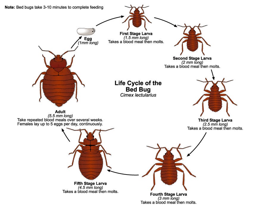Bed Bugs — What They Are and How to Control Them by Unique Fumigation