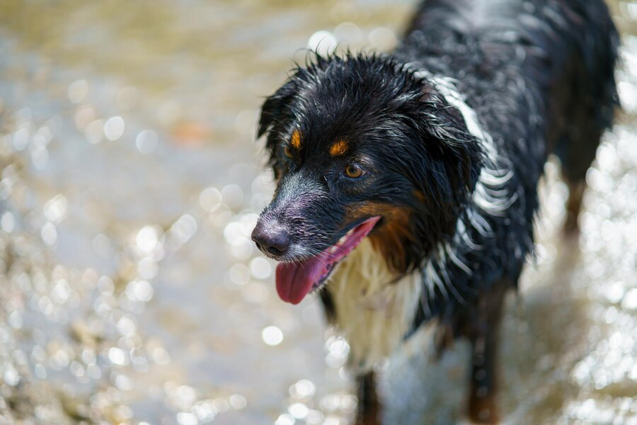 What Can I Put On My Dogs Lick Granuloma