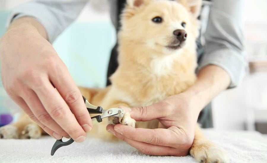 HOW TO TRIM YOUR DOG’S NAILS - Olivia Jonash - Medium