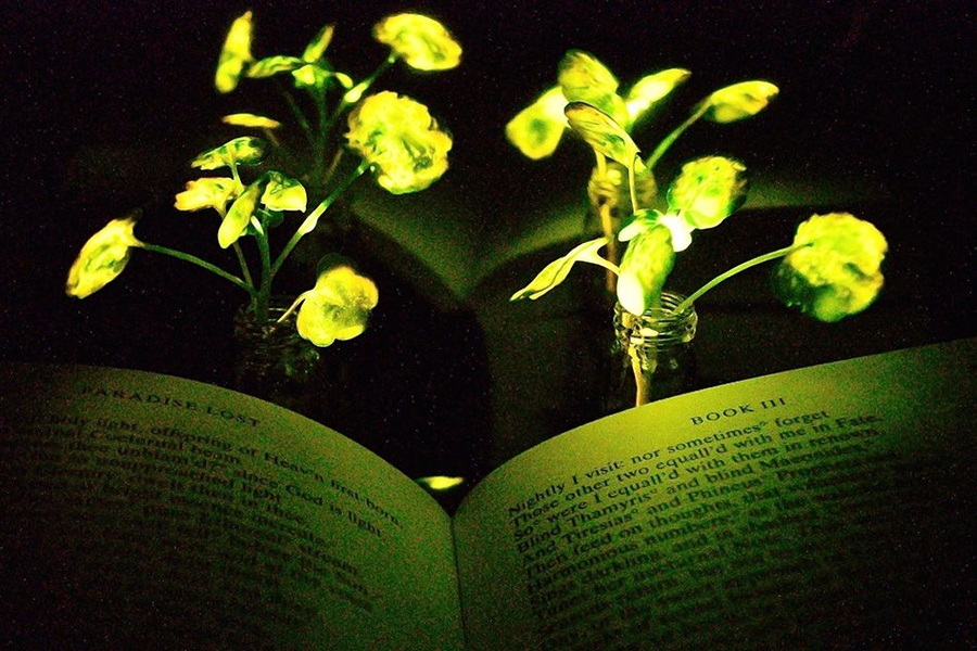 GlowintheDark Plants Progress in Engineered Plant Bioluminescence
