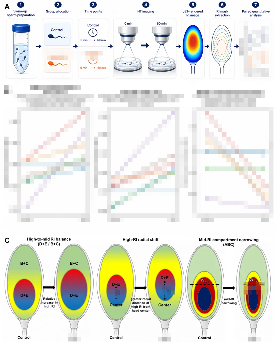 Redesigning Holotomography Data: Stripping Away the Clutter