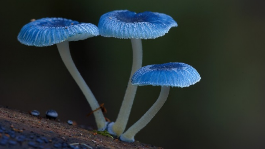 The Blue