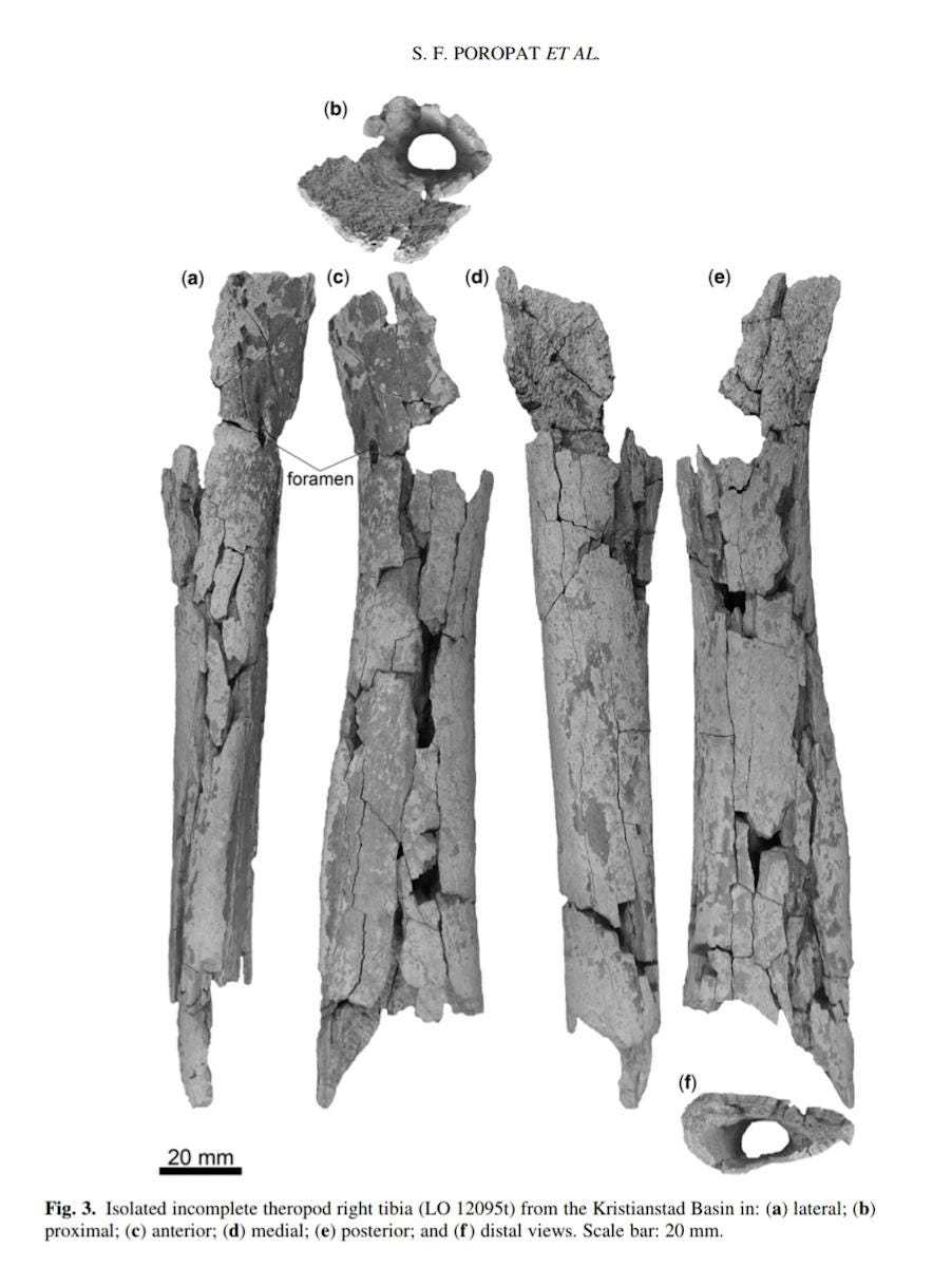 Parts of the tibia. Parts of the tibia | by Active science parts | Medium