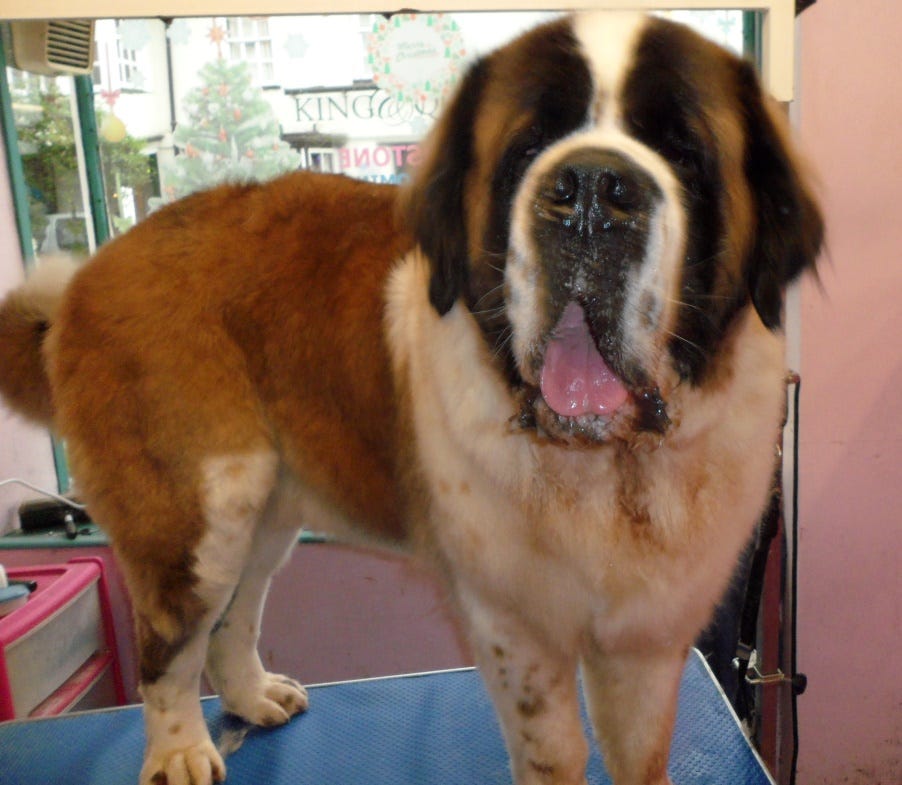 Dog Grooming Swindon. Best Dog Grooming in Swindon is… by Moonstone