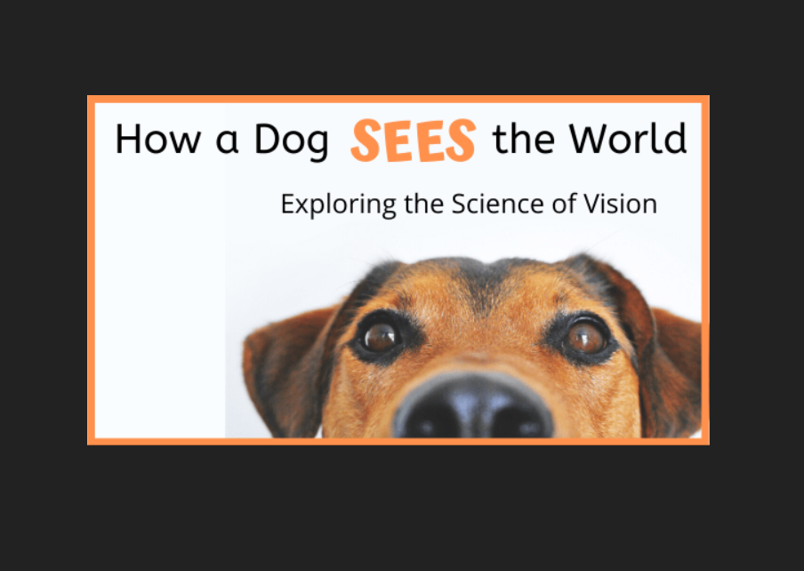 Can Dogs See In Color Or Just Black And White