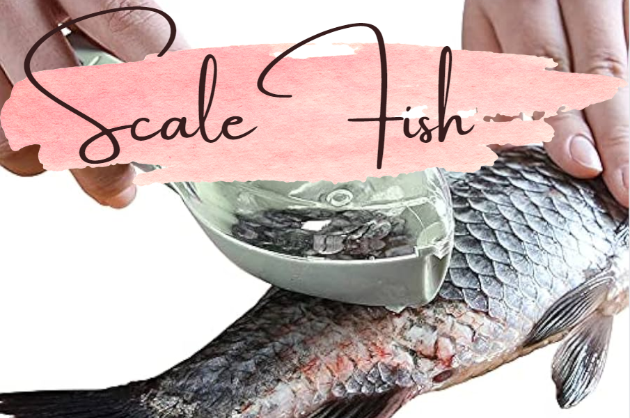 How to scale a fish a comprehensive guide for beginners by fishesta